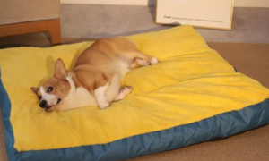 狗狗适合睡软床吗