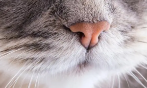 猫咪鼻子突然湿润是为什么原因