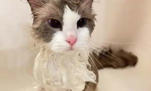 猫咪洗澡蹲着爬行是为什么