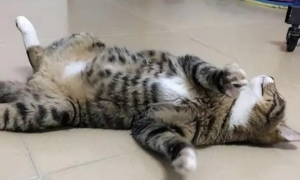 猫为什么会趴在地上睡觉