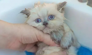 猫咪洗澡为什么会没有精神呢