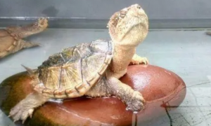 龟一次喂多少龟粮