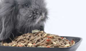 兔子吃便宜兔粮有影响吗