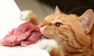 喂生肉给猫咪吃可以吗