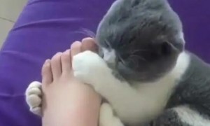 猫咪为什么喜欢抠主人脚呢