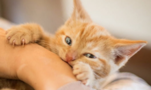 猫为什么咬人脚踝