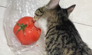 猫咪为什么喜欢吃番茄