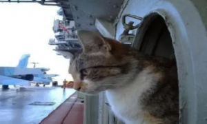为什么军舰上都要养猫咪呢