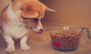 如何让狗狗喜欢上狗粮呢