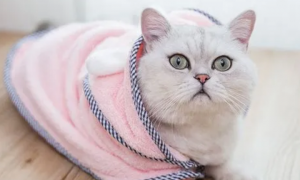 猫咪为什么爱用毛巾擦脸的原因