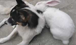 狗舔兔子为什么就死了