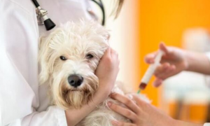 狗狗为什么疫苗抗体不够呢