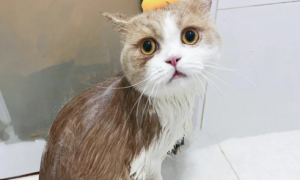 宠物狗猫怎么洗澡