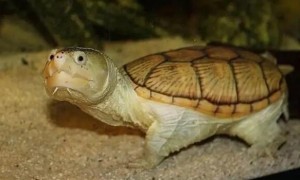 白化窄桥蛋龟是什么龟