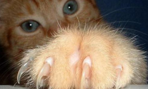 猫咪趾甲为什么特别脏呢