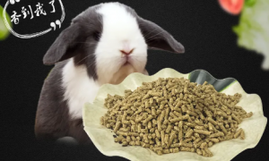 无限量喂兔粮兔子会怎么样
