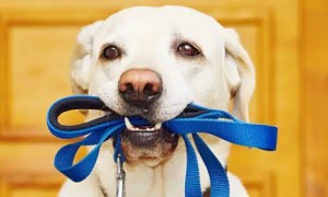 为什么狗狗喜欢咬绳子