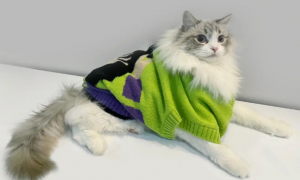 猫咪毛衣怎么织