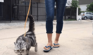 为什么猫咪会跟人走路