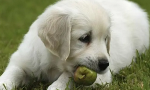 为什么狗狗吃苹果会吐呢