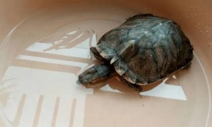 小乌龟干了泡水几天能活