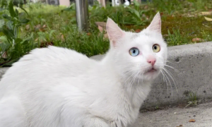 异瞳的白猫风水有说法吗