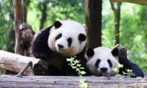 大熊猫被认养是好事吗