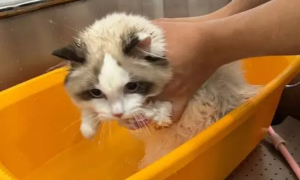 猫咪为什么需要洗澡