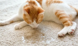 猫咪为什么排尿少的原因有哪些