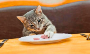 为什么猫咪找人吃的东西