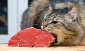 小猫为什么喜欢吃生肉