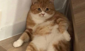为什么猫咪有的胖有的瘦呢