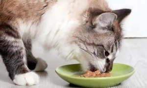 猫咪为什么可以吃很多食物呢