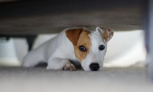 狗狗为什么总躲在床底下