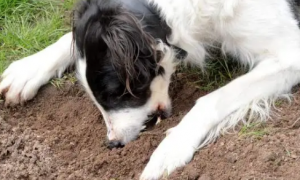 狗狗为什么喜欢添土壤
