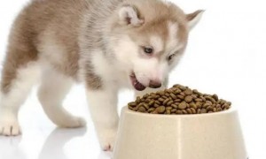 两个月的狗狗能吃狗粮吗?