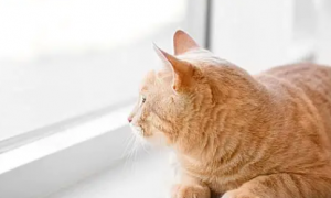 为什么猫咪会站窗台