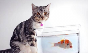 猫见了鱼为什么会兴奋