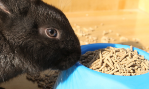 幼兔能吃兔粮吗