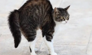 猫咪翘起屁股走路是为什么原因