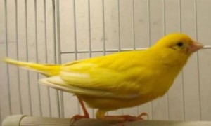 蜡黄玉鸟是什么品种