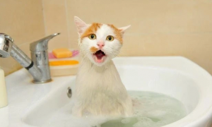 猫咪要洗澡的原因是什么