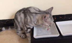 猫咪喝水看不见怎么办