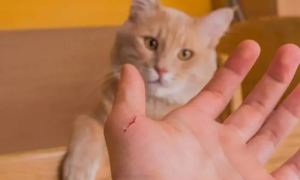 被猫抓伤了需要打针吗