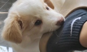 狗狗为什么喜欢咬袜子呢