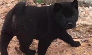 五黑犬幼崽多少钱一只