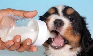 狗狗可以吃牛奶是怎么回事