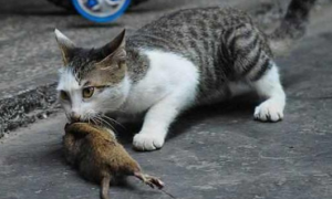 猫吃老鼠整个都吃了吗