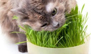 猫草培育方法