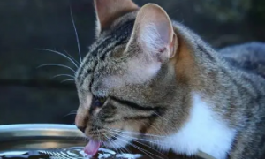 猫咪为什么特别喜欢喝水